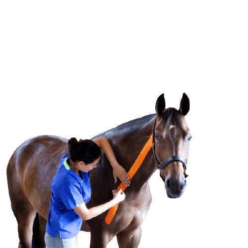 VetkinTape-veterinary-kinesiology-tape (2)